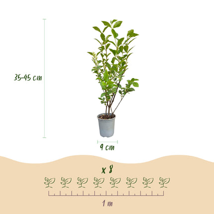Ligustrum ovalifolium - Gewone Liguster - 16x Haagplanten - Groenblijvend - Groen - Pot 9cm - Hoogte 35-45cm