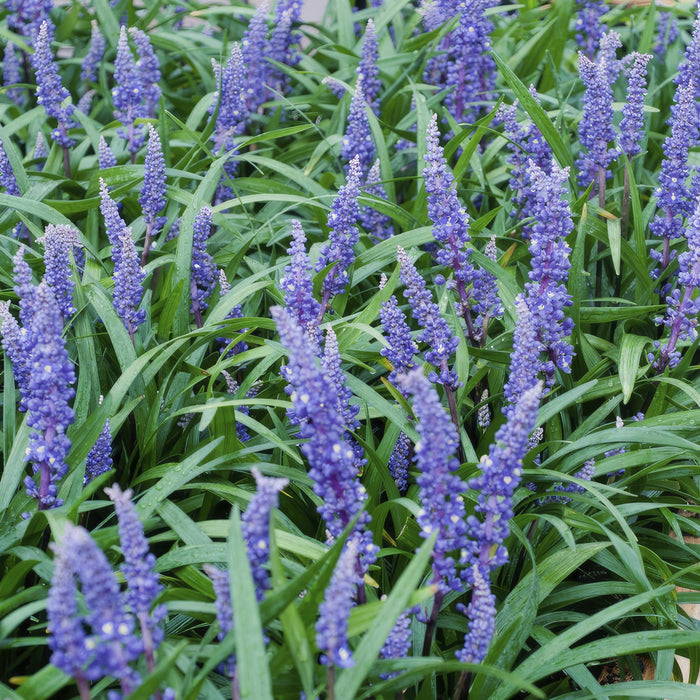 Liriope muscari 'Big Blue' - Leliegras - ↕10-25cm - Ø9cm - 40x
