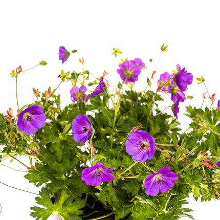 Geranium Rozanne Purple - ↕20-30cm - Ø19cm