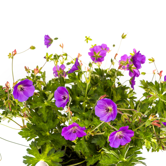 Geranium Rozanne Purple Ø19cm - ↕20 - 30cm