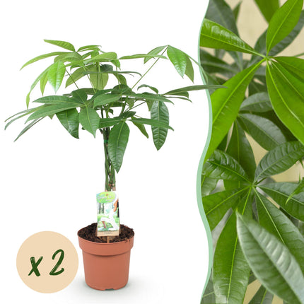 Pachira Aquatica braided trunk - Money tree - ↕60-70cm - Ø17cm - 2x