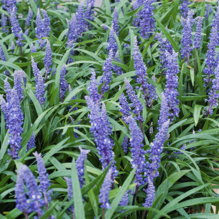 Liriope muscari 'Big Blue' - Erba giglio - ↕10-25cm - Ø9cm - 6x