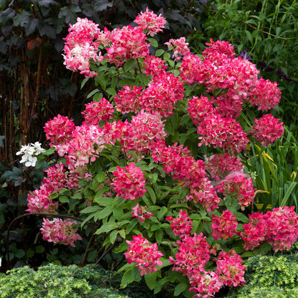 Panicle Hydrangea - Hydrangea panniculata Pink Diamond - Flower White Pink - 3 Plants - 1 m² - Deciduous - Large Flowers - Pot 17cm Height 50cm