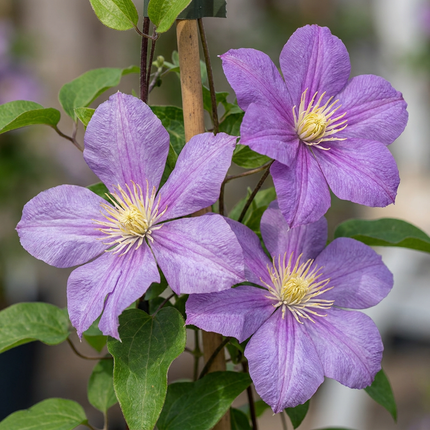 Clematis Justa - Bosrank 6x - Licht Blauw - Klimplant - Ø9cm - ↕35cm