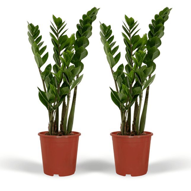 Zamioculcas Zamiifolia - Planta ZZ - ↕50cm - Ø14cm - 2x