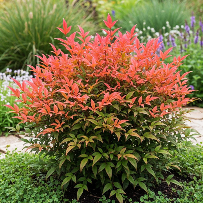 Nandina Obsessed - Rood - 2 Planten - Groenblijvend - Weinig Onderhoud - Pot 17cm Hoogte 45cm