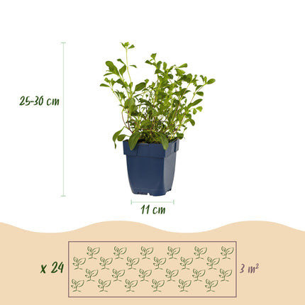 Borderpakket - Bodembedekkend - 24 Vaste planten - 3 m2 - Diversen kleuren - Weinig Onderhoud - Ø11cm