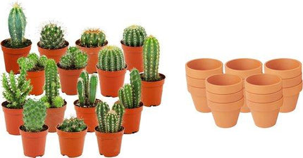 Mini-Kaktusmischung – ↕5–10 cm – Ø8,1 cm – Terrakottatöpfe – 15 Stück