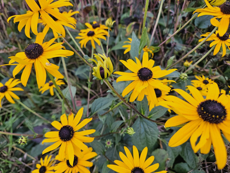 Rudbeckia fulgida 'Goldsturm' - Gele Zonnehoed - ↕10-25cm - Ø9cm - 40x