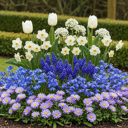 Bulbes de fleurs - Assortiment de bulbes bleus pour jardin - Variétés variées - Couleur bleue - 125 pièces - Emballage cadeau