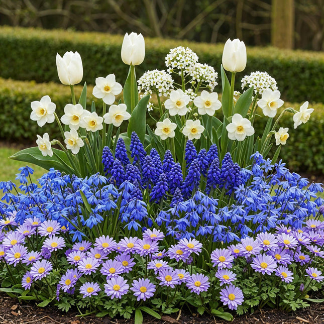 Bulbi da fiore - Mix di bulbi blu per giardino - Varietà assortite - Colore blu - 125 pezzi - Confezione regalo