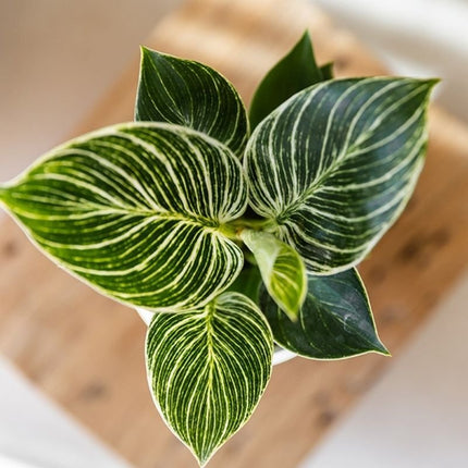 Philodendron White Measure - Kolibri Greens - Ø9cm