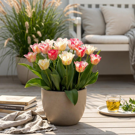 Bulbes de tulipes hémisphériques assortis - 12 bulbes - Calibre 11/12 - Paquet XXL