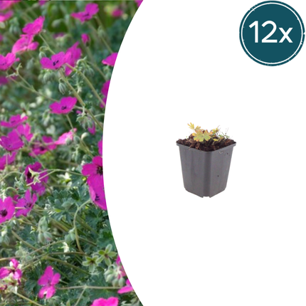 Geranium sanguineum 'Max Frei' - Bloedooievaarsbek - ↕10-25cm - Ø9cm - 12x