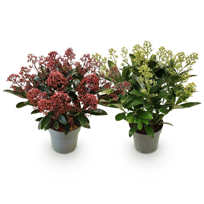Skimmia japonica Duo - Bloem Wit & Rood - 15+ Bloemen - ↕30cm - Ø15cm - 2x