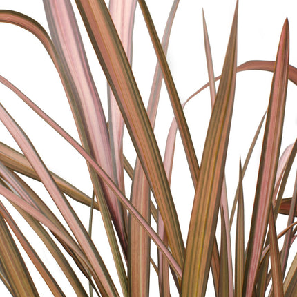 Phormium 'Flamenco Rosa' - Ø14cm - ↕50cm