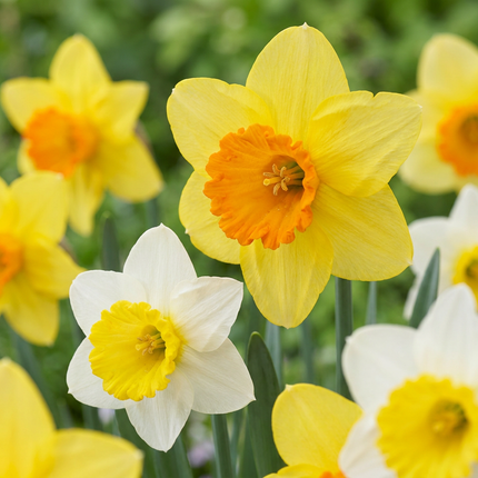 60x Narcissus large Cupped mix - Bloembollen - Grootbloemige narcis mix - Geel en Wit - Voorjaarsbloeier - Bolmaat 12/14