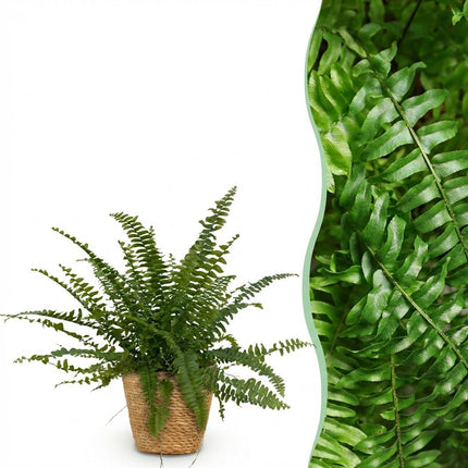 Nephrolepsis exaltata Green Lady - Fern - with Basket - ↕25cm - Ø12cm