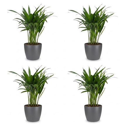 Areca Lutescens - Goudpalm - 4x - met Potter Grijs - Pot 12cm - Hoogte - 45cm