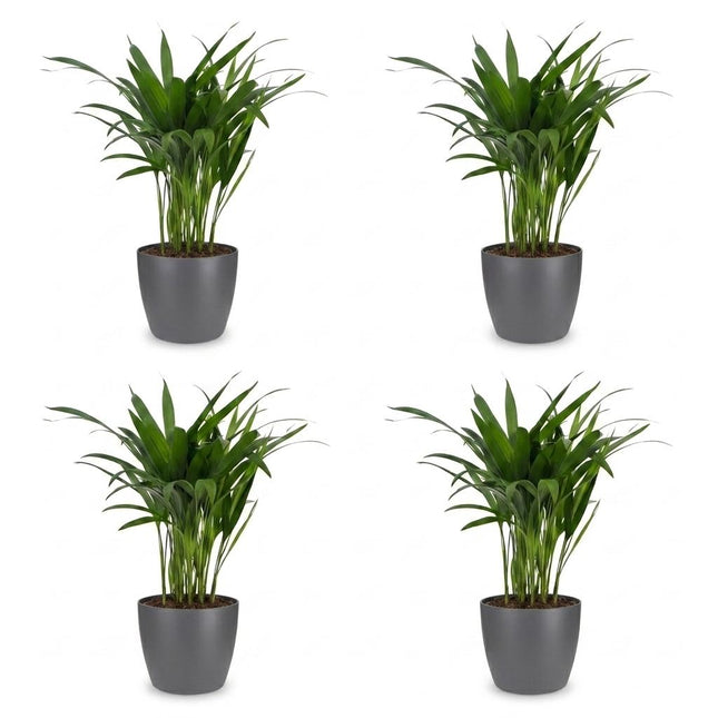 Areca Lutescens - Palma Dorada - 4 unidades - con maceta de cerámica gris - Maceta de 12 cm - Altura: 45 cm