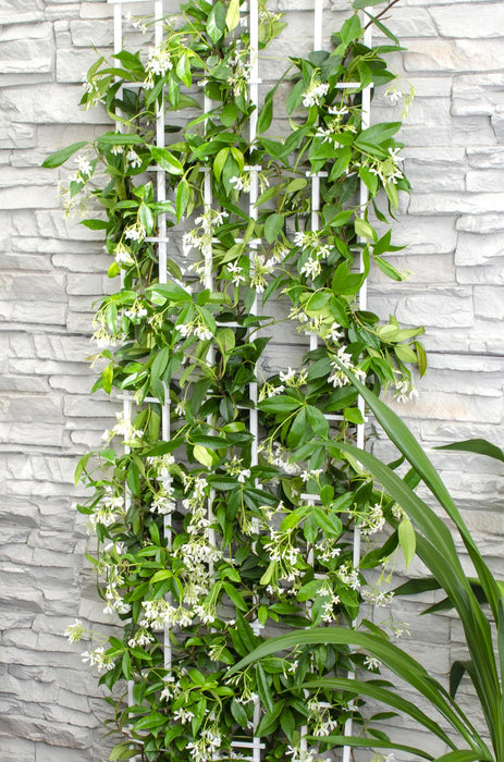 Trachelospermum 'Star of Venice' - Toscaanse Jasmijn Wit - ↕65cm - Ø15cm