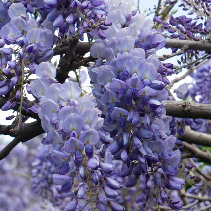 Wisteria sinensis 'Prolific' - Blauwe regen - ↕65cm - Ø15cm - 2x