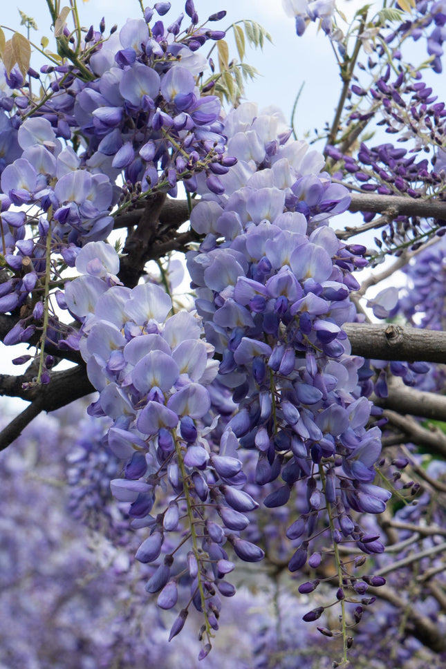 Wisteria sinensis 'Prolific' - Glicine blu - ↕65cm - Ø15cm - 2x
