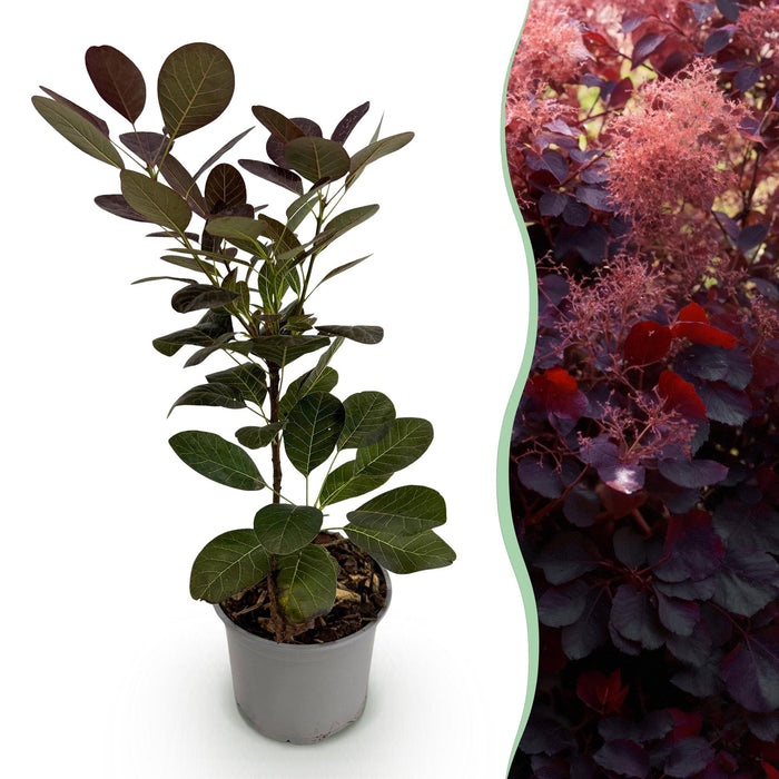Cotinus coggygria Royal Purple - Smoke Tree - Purple - ↕35cm - Ø12cm