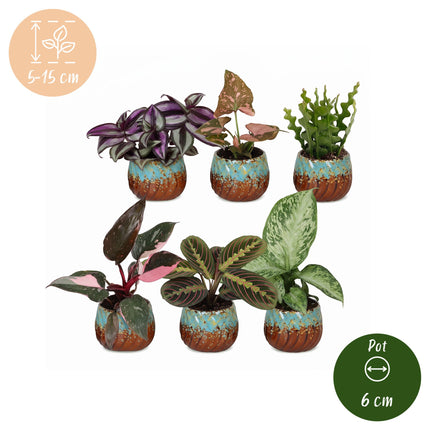 Baby Plants Surprise Box 6x - Verrassingsbox kleine planten - Diversen - Tropisch - incl. Copper Reef - Ø6cm - ↕5-15cm