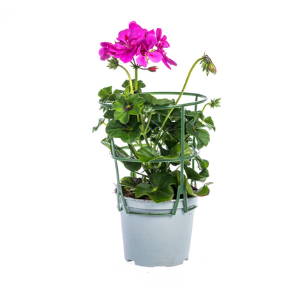Hanggeranium - Pelargonium peltatum Violet Ø12 cm - ↕20 cm - 8x