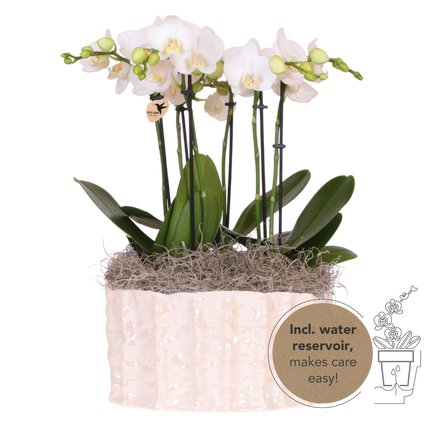 Kolibri Orchids | Witte Jungle Bouquet Mineral Amabilis in Oyster Dish