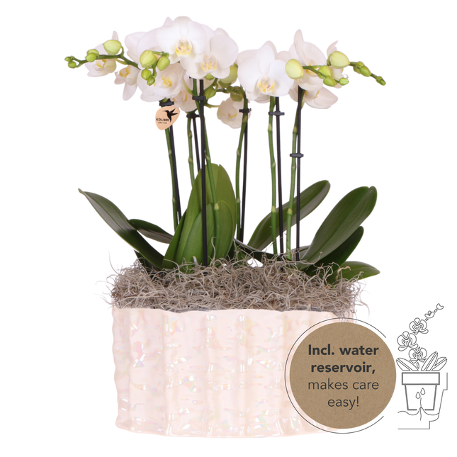 Kolibri Orchids | Vit Jungle Bukett Mineral Amabilis i Oyster-skål