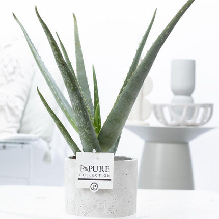 Aloes w ceramice jadeitowej P&PURE - ↕45 cm - Ø12 cm