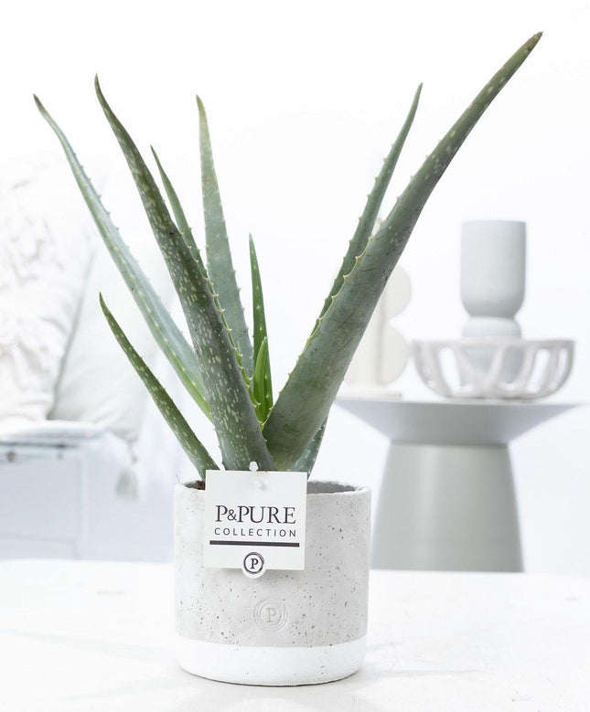 Aloe vera en cerámica de jade P&PURE - ↕45cm - Ø12cm