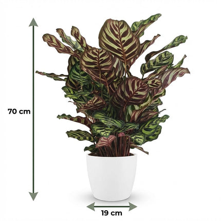 Calathea Makoyana - Påfugleplante - med hvid potte - ↕70cm - Ø19cm