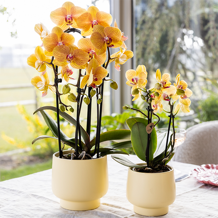 Orquídea Phalaenopsis naranja, maceta de 12 cm de diámetro | Sunny Bunny | planta de interior con flores