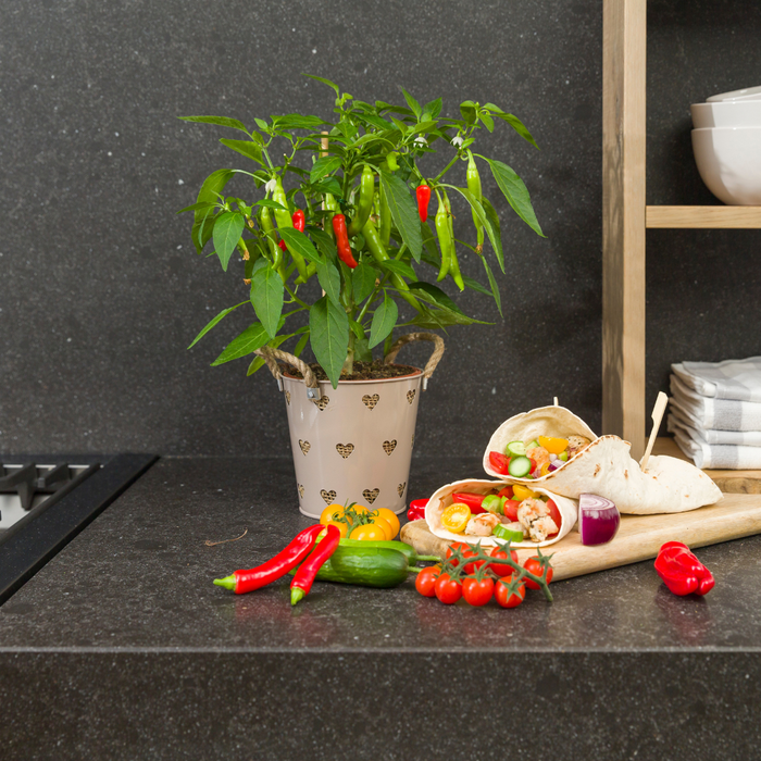 Plukgroente  - Rode hete peper plant - Ø 14 cm - ↨ 45 cm