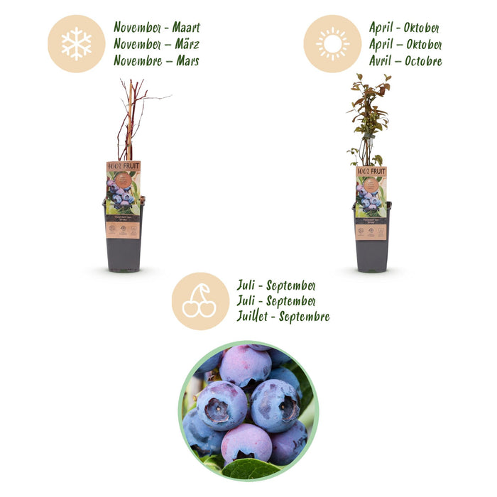 Vaccinium corymbosum Jersey - Bosbes - Blauwe Bes - ↕50cm - Ø15cm - 2x