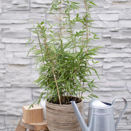 Fargesia rufa - Niet woekerende bamboe - ↕60cm - Ø19cm