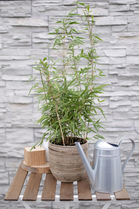 Fargesia rufa - Niet woekerende bamboe - ↕60cm - Ø19cm