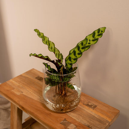Calathea Insignis i Kingston glas - ↕30cm - Ø12cm