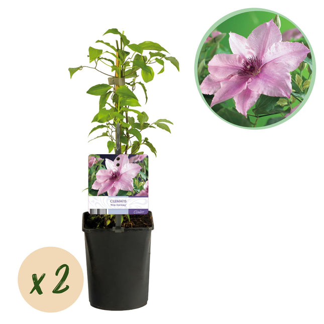 Klematis Pink Fantasy - Klematis - Lyserød blomst - ↕40cm - Ø11cm - 2x