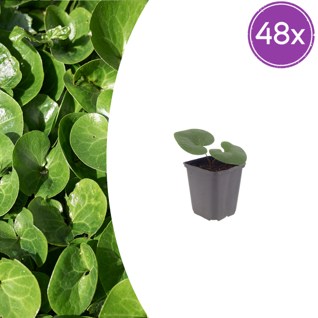 Asarum europaeum - Mansoor - ↕10-25cm - Ø9cm - 48x