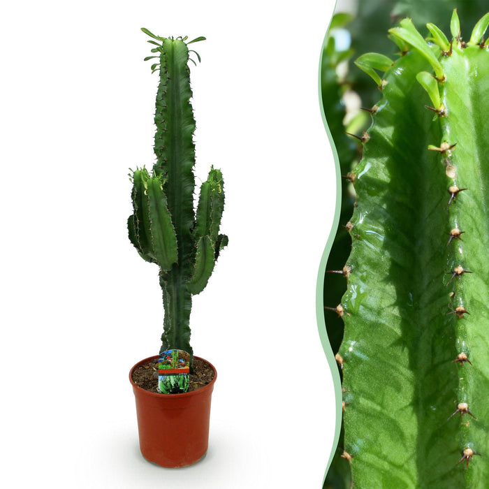 Euphorbia Eritrea - Afrikaanse melkboom - ↕70cm - Ø19cm