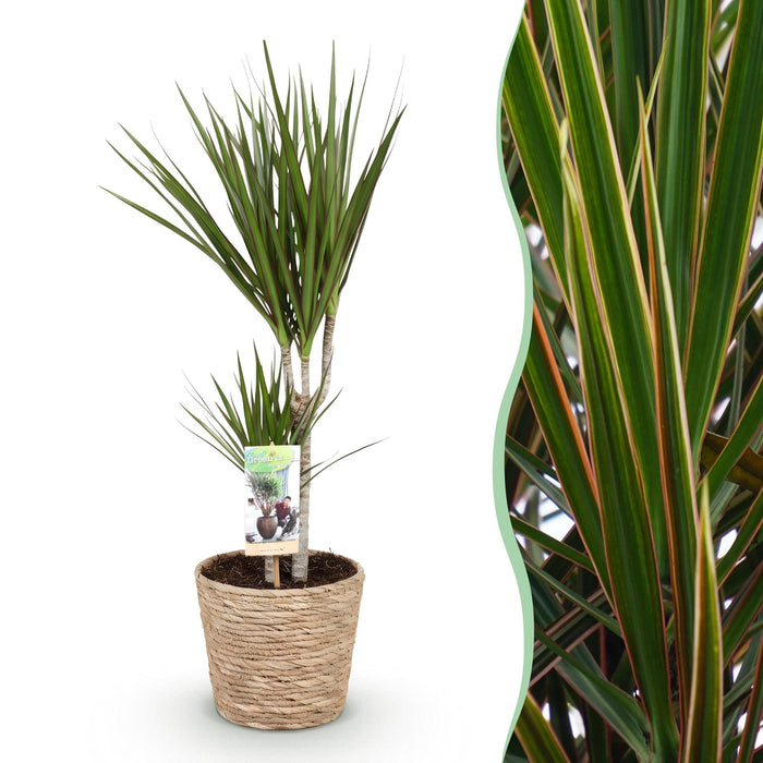 Dracaena Marginata - Drakenbloedboom - met mand - Pot 17cm - Hoogte 70-80cm