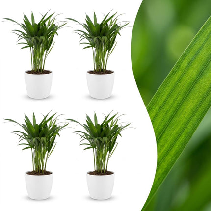 Areca Lutescens - Goudpalm - 4x - met Potter Wit - Pot 12cm - Hoogte - 45cm
