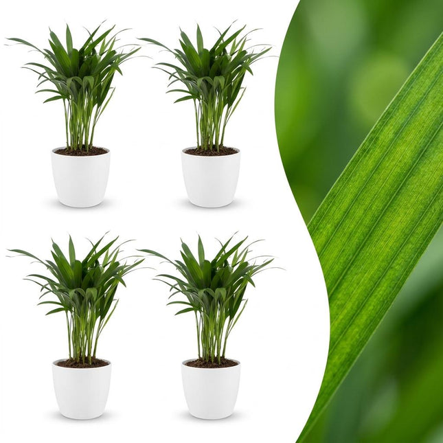 Areca Lutescens - Palma Dorada - 4 unidades - con cerámica blanca - Maceta de 12 cm - Altura: 45 cm
