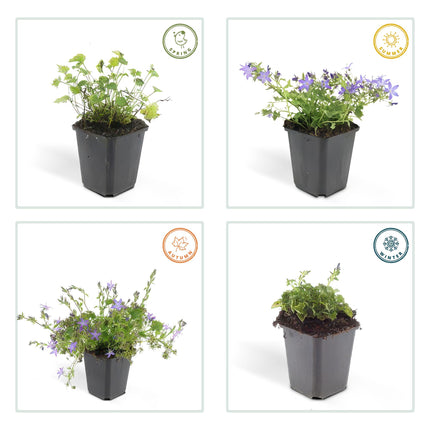 Campanula poscharskyana 'Stella' - ↕10-25cm - Ø9cm - 24x