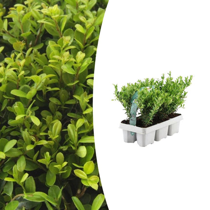 Ilex crenata 'Jenny' - ↕15 cm - Ø7 cm - 6x