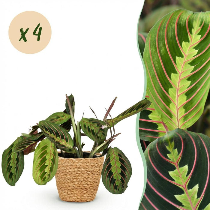 Maranta Fascinator Tricolour - Gebedsplant - met Mand - ↕25cm - Ø12cm - 4x